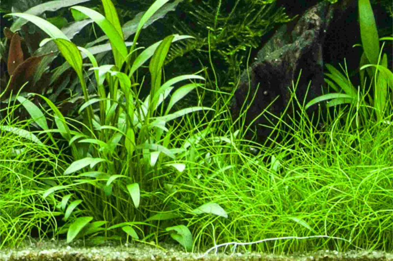 Preview: Willis Wasserkelch - Cryptocoryne x willisii, im Aquarium.
